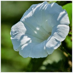 Convolvulus  Convolvulus