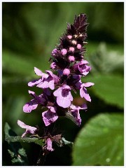 Clowns Woundwort  Clowns Woundwort