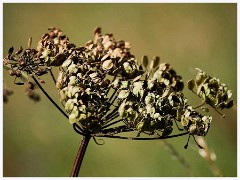 Seedheads  Seedheads