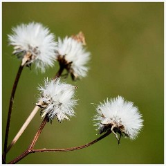 Seedheads  Seedheads