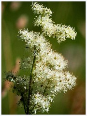 Meadowsweet  Meadowsweet