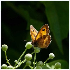 Gatekeeper  Gatekeeper