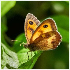Paxton Pits - July