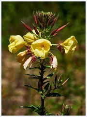 Evening Primrose  Evening Primrose