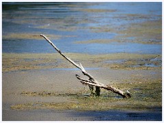 Heronry South Lake  Drift Wood