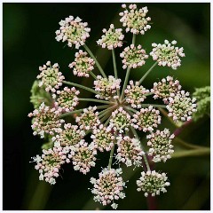 Paxton Pits August 001  Wild Angelica