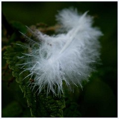 Paxton Pits August 005  Feather