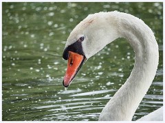 Paxton Pits August 008  Swan