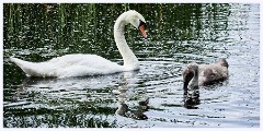 Paxton Pits August 009  Swan