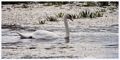 Paxton Pits August 010  Swan