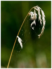 Paxton Pits August 011  Grass