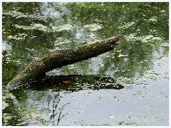 Paxton Pits August 014  Log on the Lake