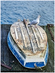 006 South Devon  Brixham Harbour