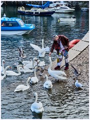 007 South Devon  Brixham Harbour - Feeding the Swans