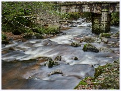 008 South Devon  Dewerstone Woods