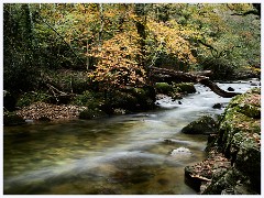 011 South Devon  Dewerstone Woods