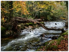 012 South Devon  Dewerstone Woods