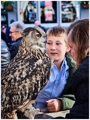 019 South Devon  Owl in Torquay