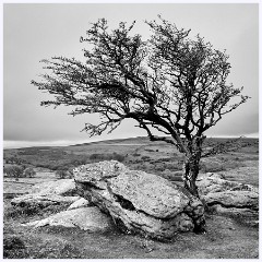 030 Dartmoor  Dartmoor - The Tree 1