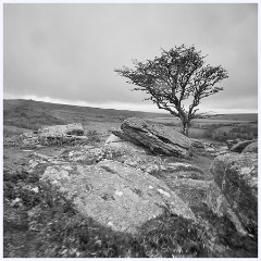 031 Dartmoor  Dartmoor - The Tree 2