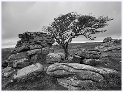 032 Dartmoor  Dartmoor - The Tree 3