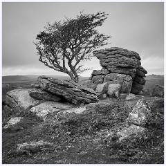033 Dartmoor  Dartmoor - The Tree 4