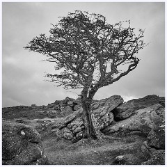 034 Dartmoor  Dartmoor - The Tree 5