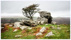 035 Dartmoor  Dartmoor - The Tree