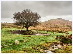 044 Dartmoor  Dartmoor - Tree