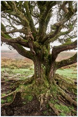 045 Dartmoor  Dartmoor - Tree