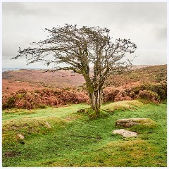046 Dartmoor  Dartmoor - Tree