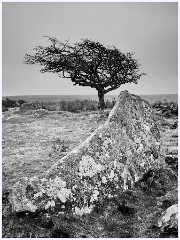 048 Dartmoor  Dartmoor - Tree