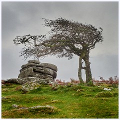 049 Dartmoor  Dartmoor - Tree