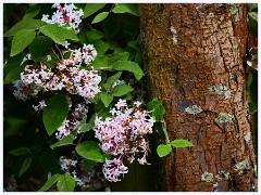 The Garden in May and June 003  Lilac