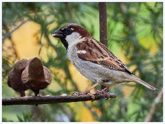 The Garden in May and June 006  Sparrow