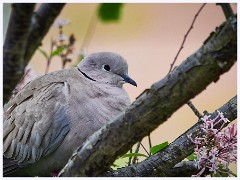 The Garden in May and June 007  Black Collared Dove