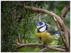 The Garden in May and June 008  Blue Tit