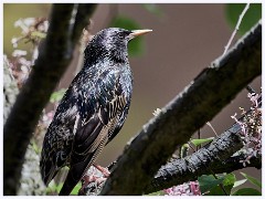 The Garden in May and June 009  Starling
