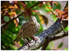 The Garden in May and June 010  Thrush