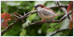 The Garden in May and June 011  Sparrow