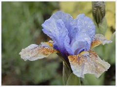 The Garden in May and June 013  Iris