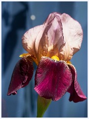 The Garden in May and June 014  Iris