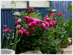 The Garden in May and June 015  Peony