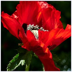 The Garden in May and June 017  Poppy