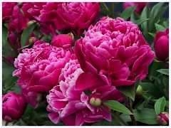 The Garden in May and June 018  Peony