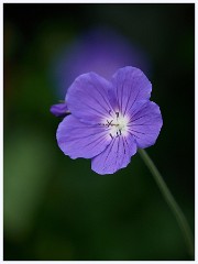 The Garden in May and June 020  Geranium