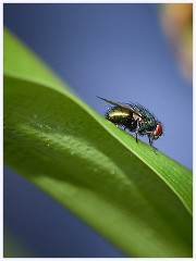 The Garden in May and June 021  Common Fly