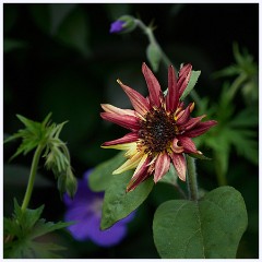 The Garden in May and June 023  Sunflower