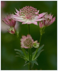 The Garden in May and June 025  Astrantia