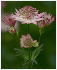 The Garden in May and June 025  Astrantia